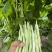 早美218芸架豆种子早熟豆角种籽高产九粒白芸豆四季豆