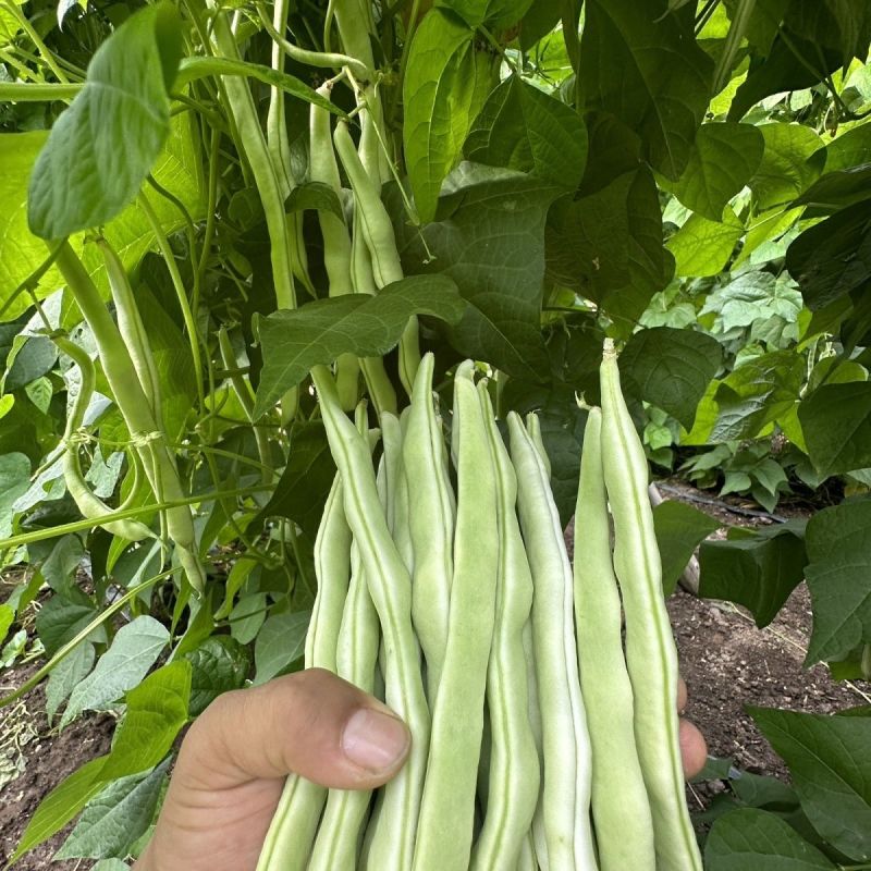 早美218芸架豆种子早熟豆角种籽高产九粒白芸豆四季豆