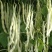 早美218芸架豆种子早熟豆角种籽高产九粒白芸豆四季豆