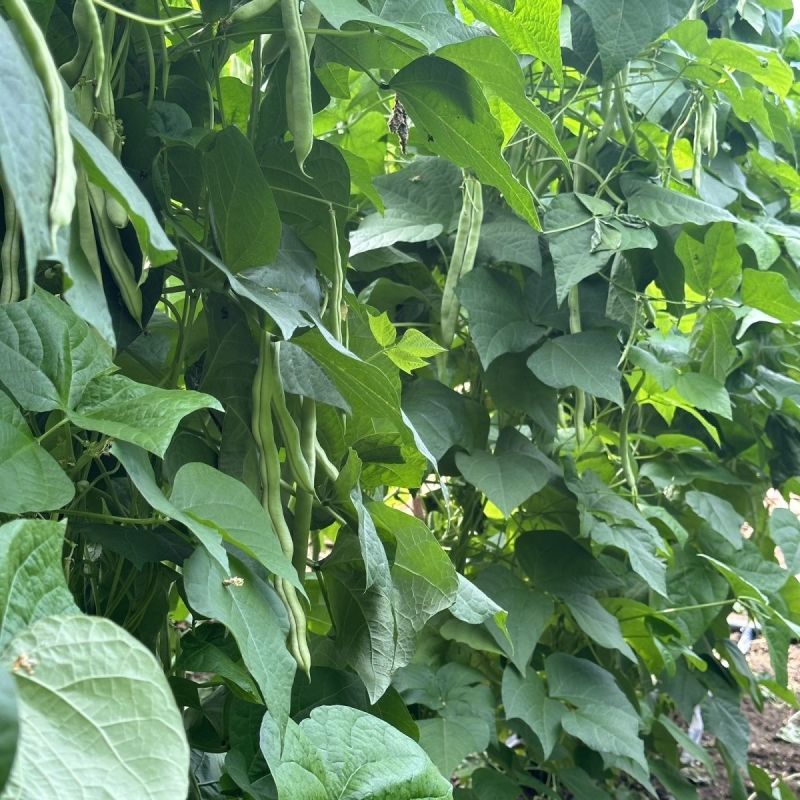 早美218芸架豆种子早熟豆角种籽高产九粒白芸豆四季豆