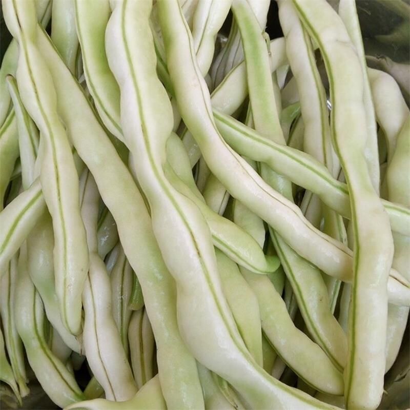 早美218芸架豆种子早熟豆角种籽高产九粒白芸豆四季豆