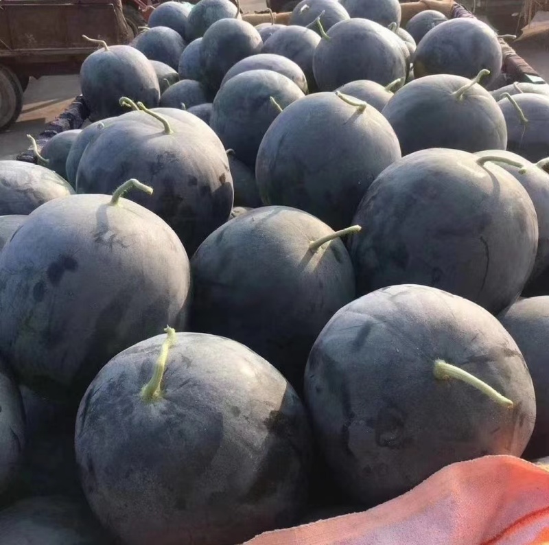 黑皮无籽西瓜产地保质保量供应整车代收代发