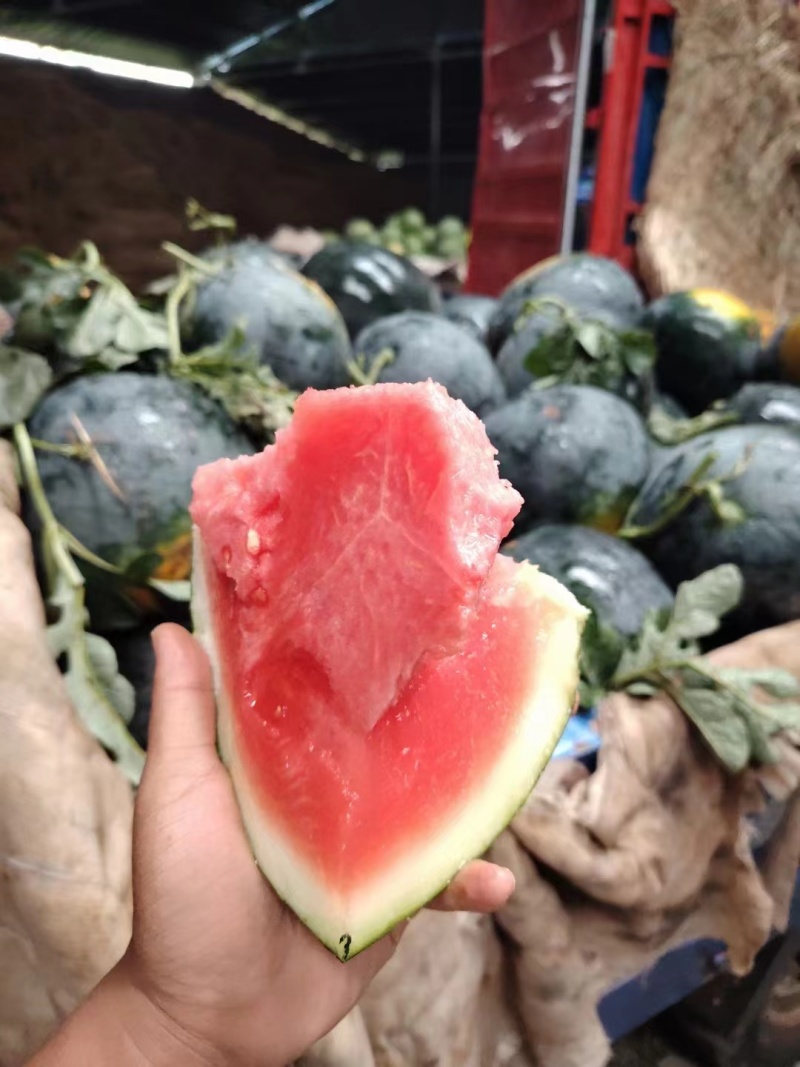 黑皮无籽西瓜产地保质保量供应整车代收代发