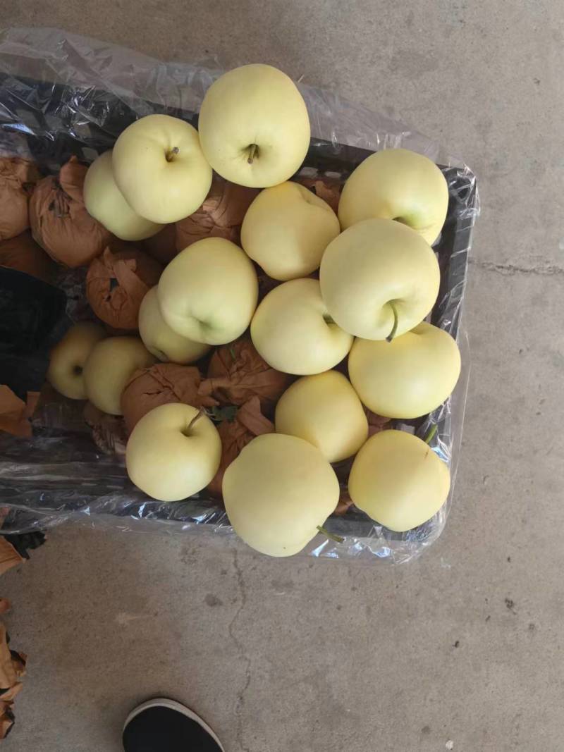 绥中金帅大量有货