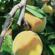 八三黄桃大量上市，产地直发，量大从优，品质好，欢迎合作！