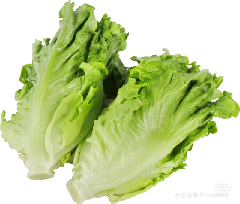 精品意大利生菜