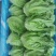 精品意大利生菜