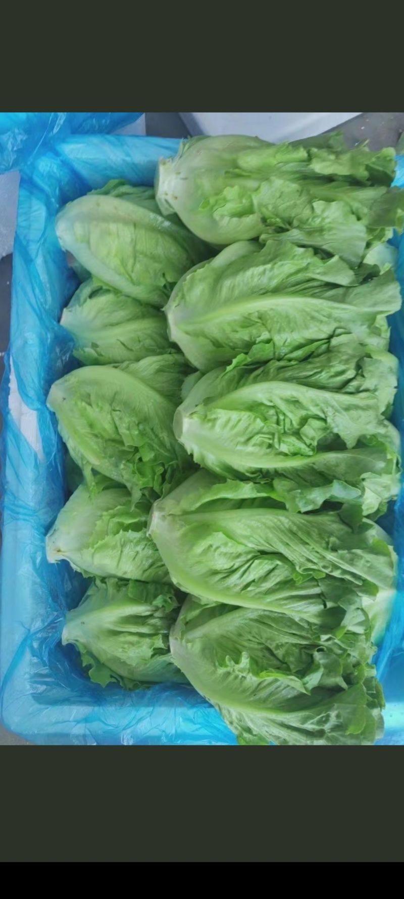 精品意大利生菜