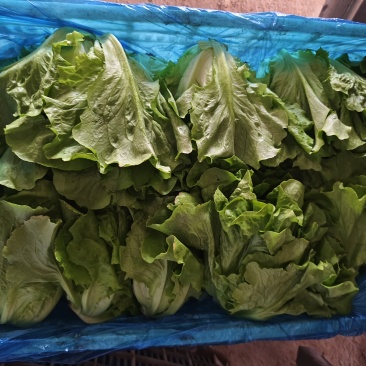 精品意大利生菜