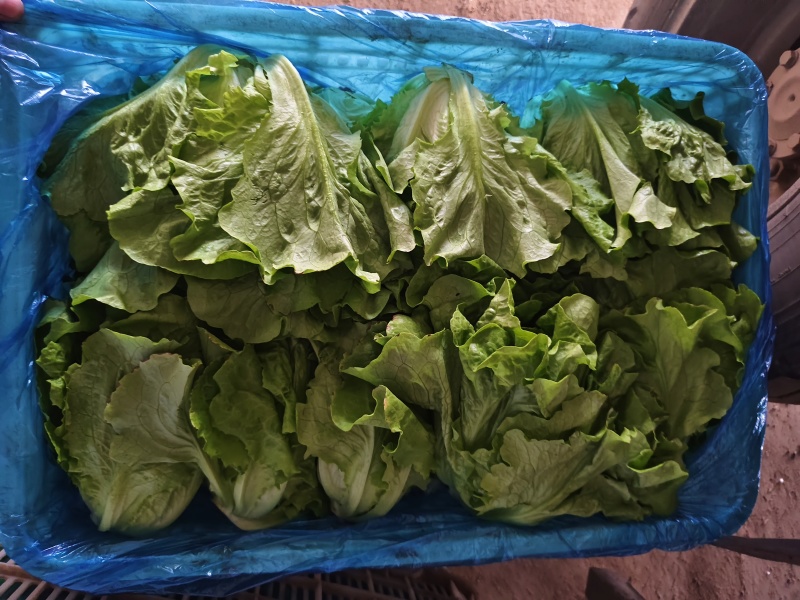 精品意大利生菜