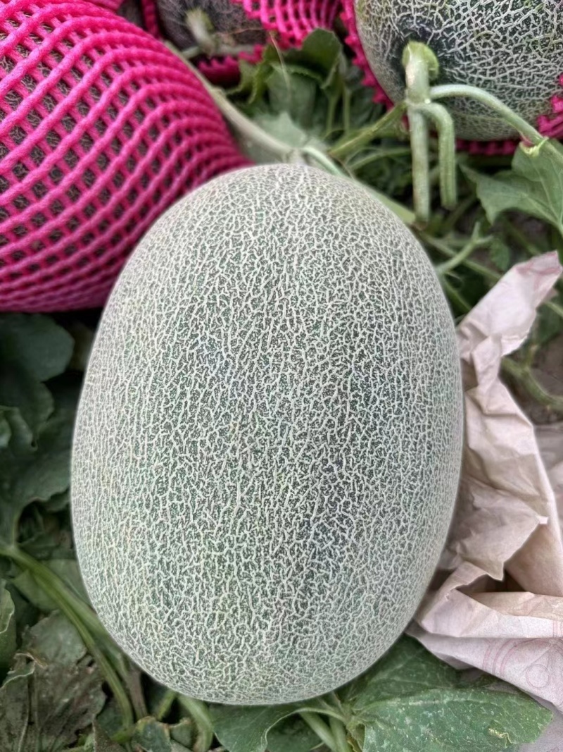 新疆哈密瓜西州蜜瓜货源充足产地直发量大优惠