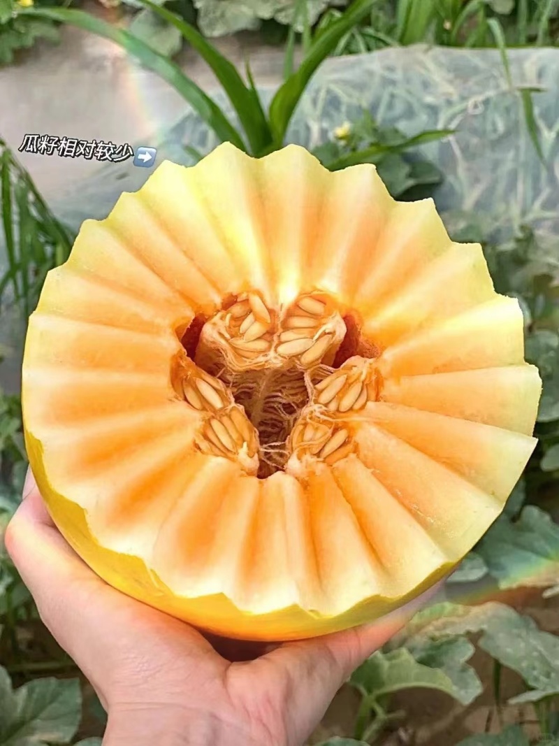 新疆哈密瓜西州蜜瓜货源充足产地直发量大优惠