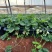 红颜草莓苗上市有各种包装各迎定购基地直供
