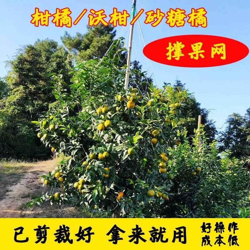 农用沃柑柑橘沙糖桔撑果网挂果网接果网吊果网种植网