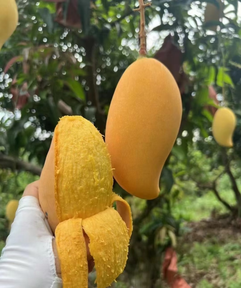 鹰嘴芒