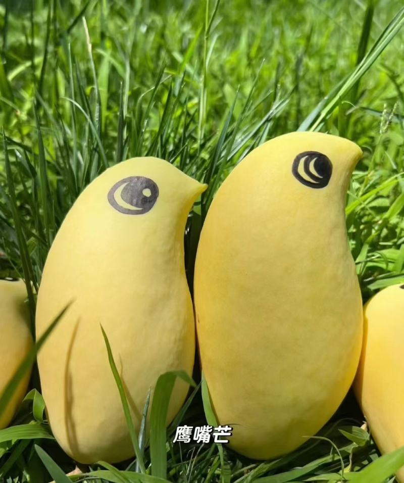 鹰嘴芒