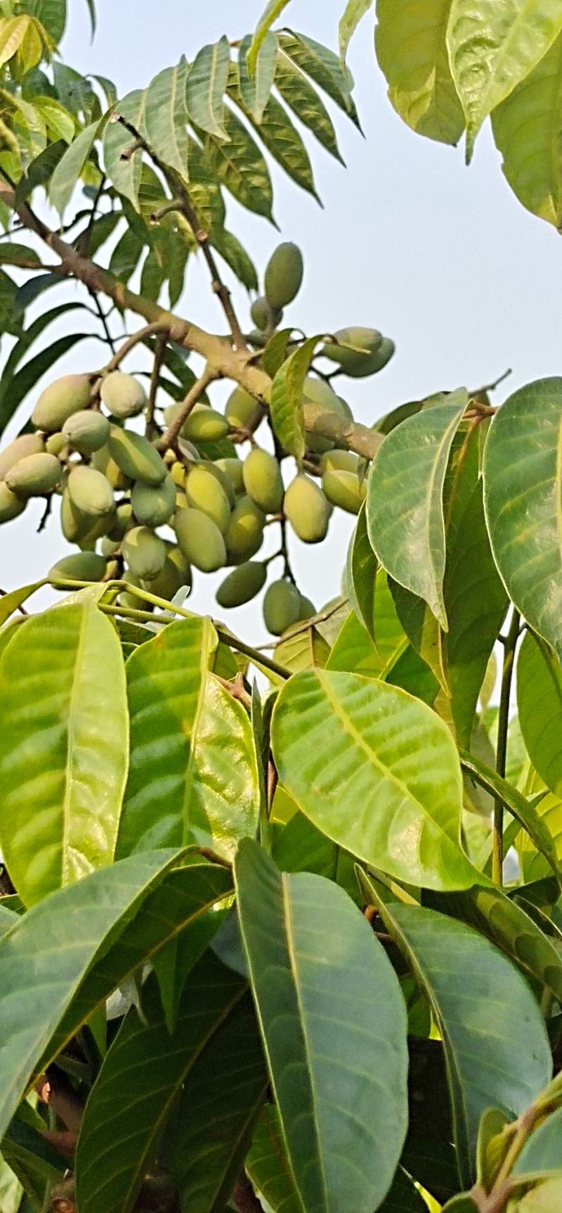 合江橄榄