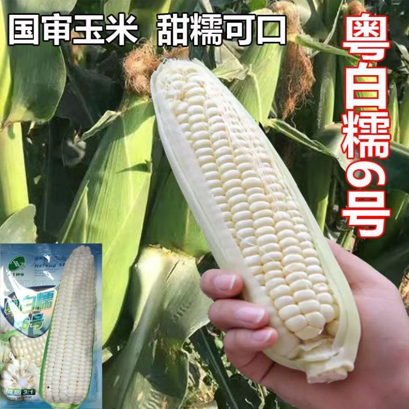 甜糯水果玉米