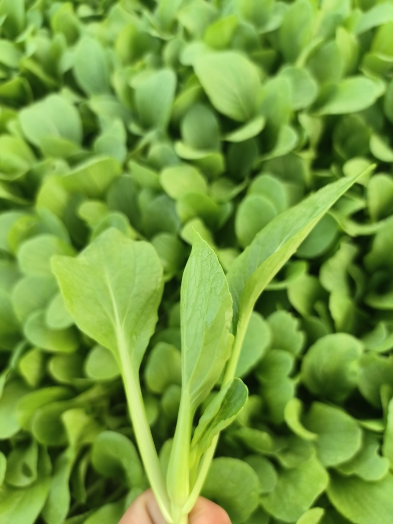 【优质鸡毛菜】鸡毛菜春夏秋冬不断货【品质保障】