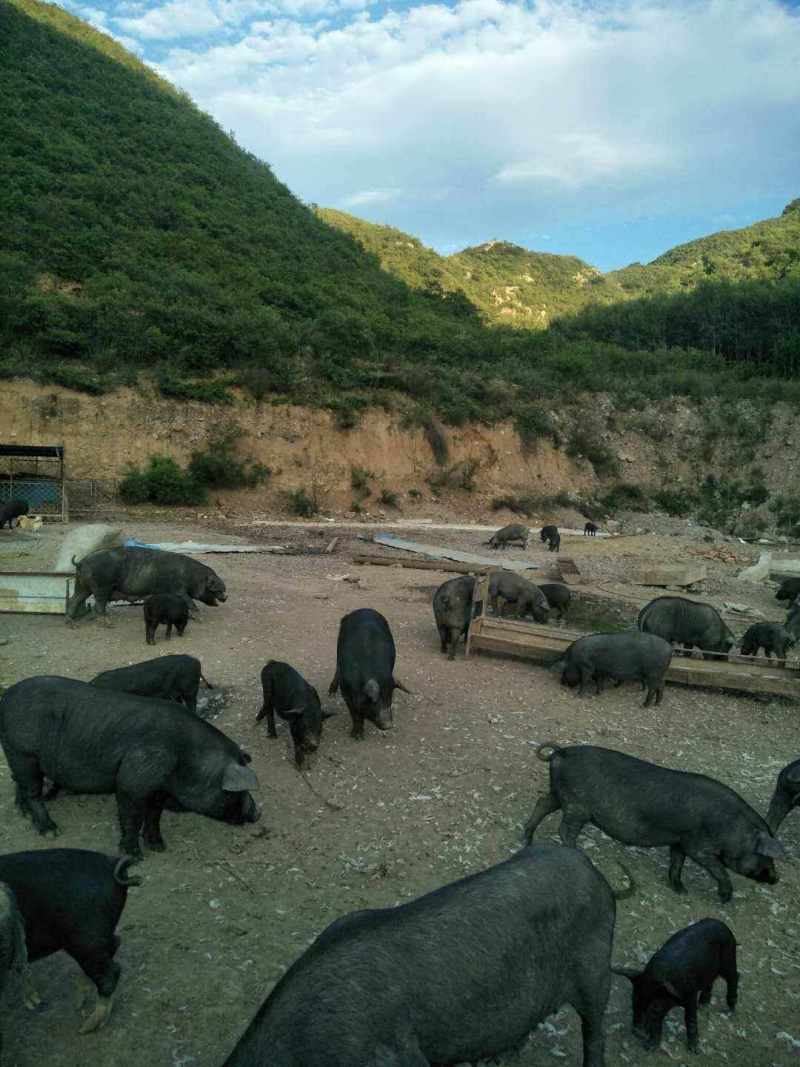 生态黑猪肉，整头批发，全国发货