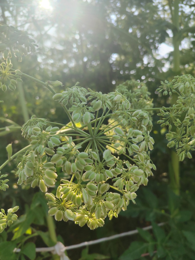 安徽白芷种子二年生免费技术指导产地直供品质保证可视频看货