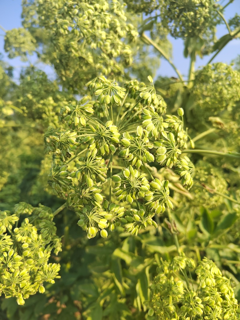 安徽白芷种子二年生免费技术指导产地直供品质保证可视频看货