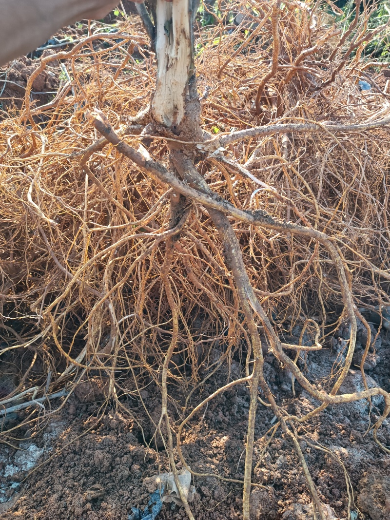 广西优质五指毛桃杯苗，一手货源，产量高，产地直发