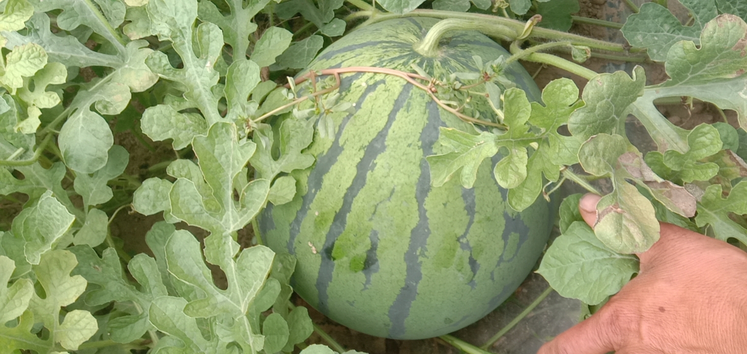 甜王西瓜在阳光下的绿色藤蔓中成熟,呈现出饱满圆润的果实 甜王西瓜田间种植场景