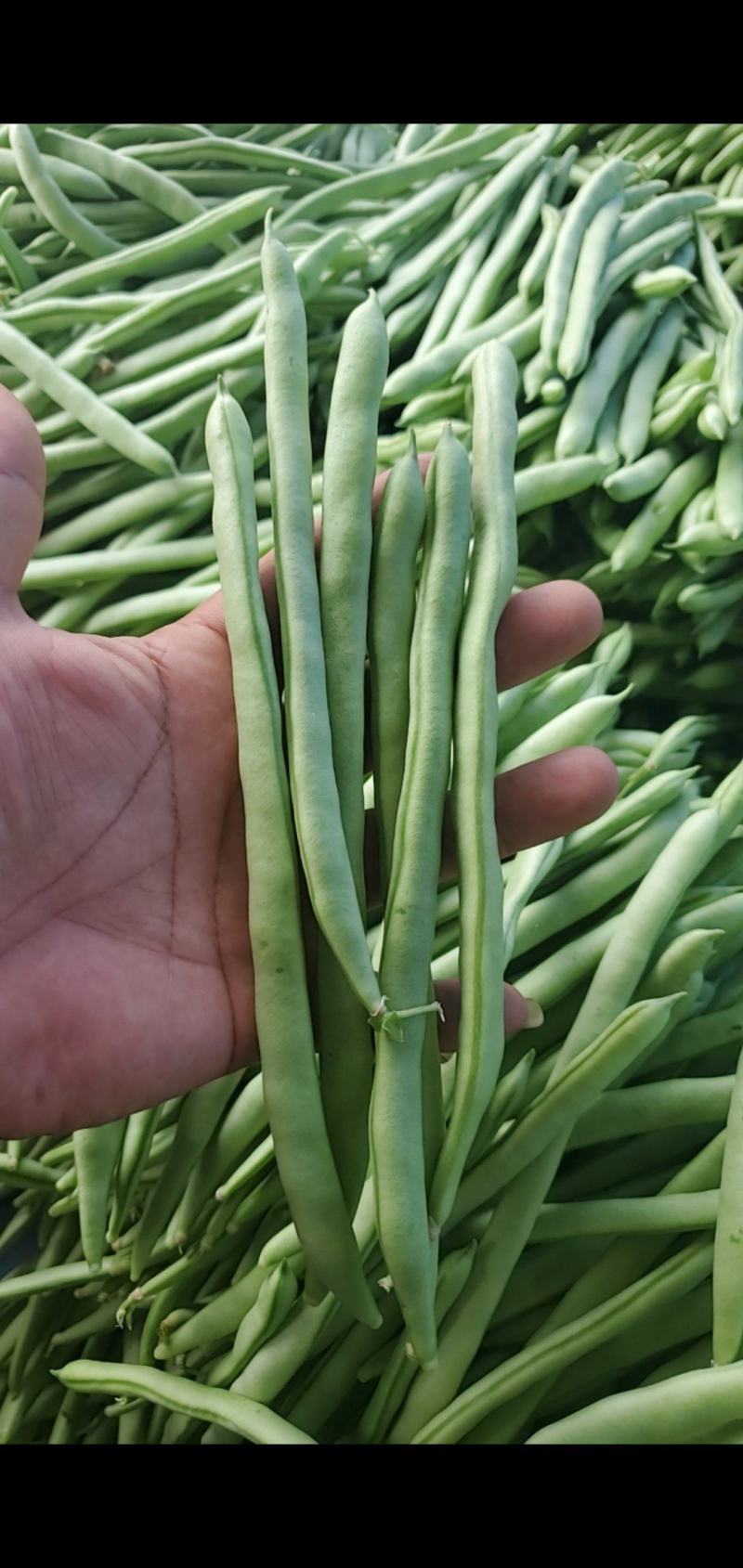 小金豆，四季豆，电商，超市，赶集货，全年不断货