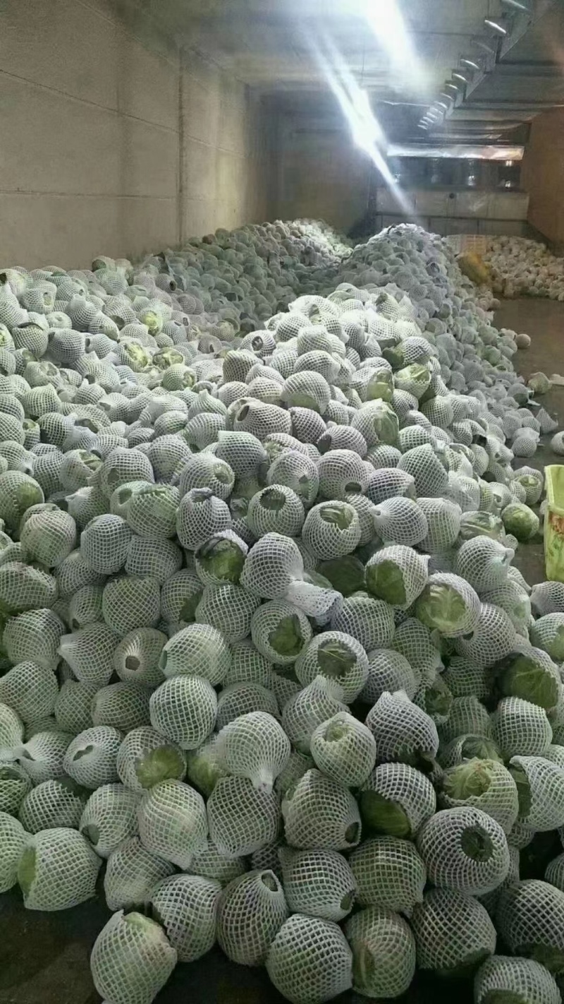 精品甘蓝，产地直销大量有货。