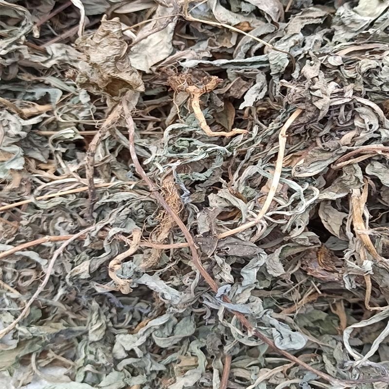 败酱草