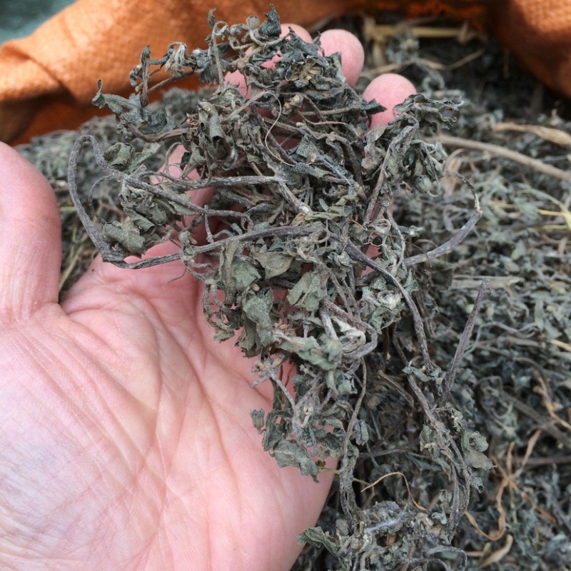 败酱草