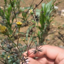 鬼针草