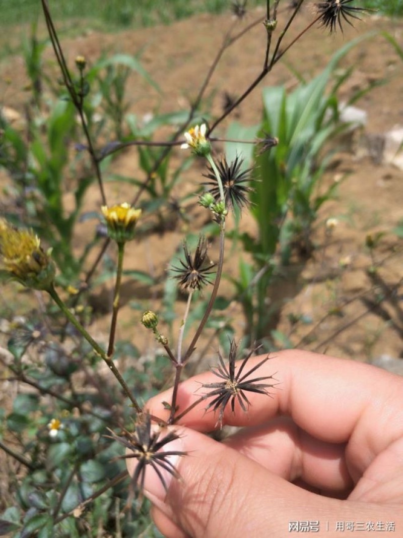 鬼针草