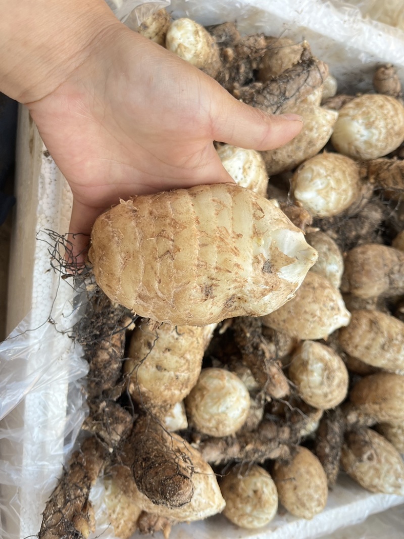 云南昭通小草坝鲜天麻新货上架需要的老板联系