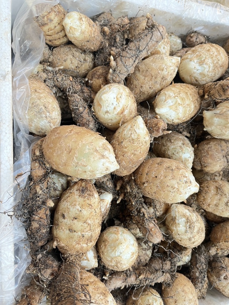 云南昭通小草坝鲜天麻新货上架需要的老板联系