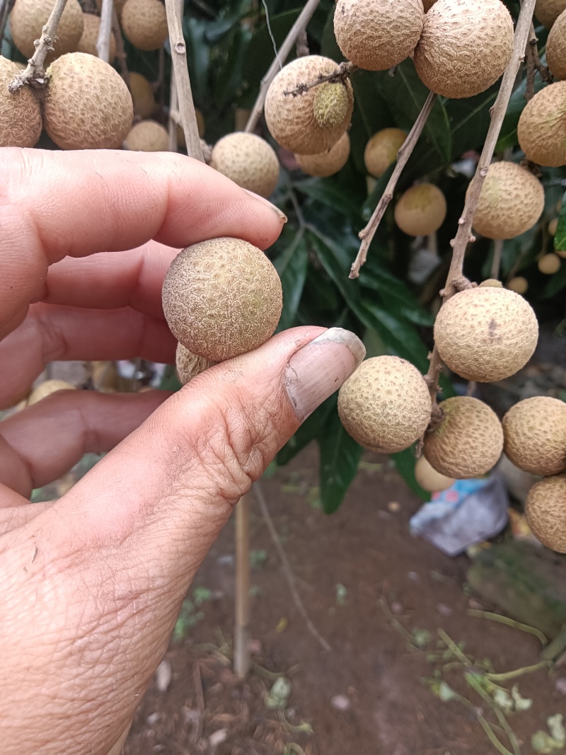 泸州～桂圆