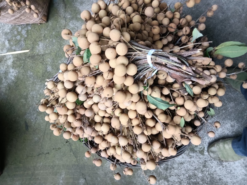 泸州～桂圆