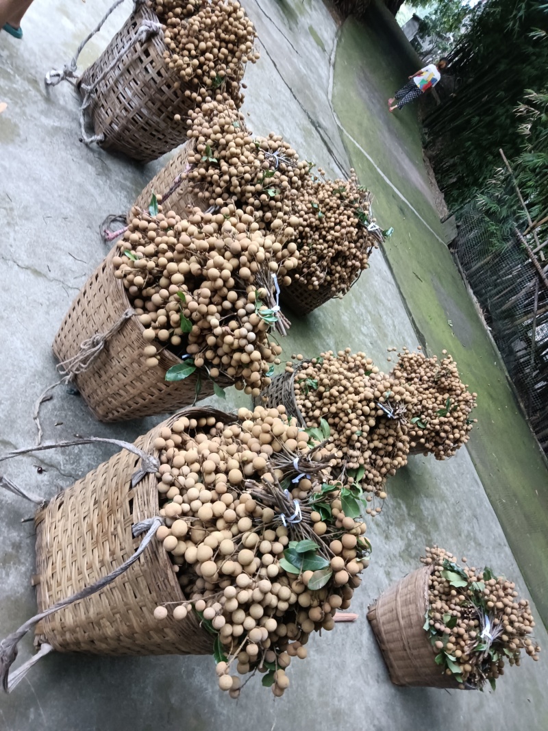 泸州～桂圆