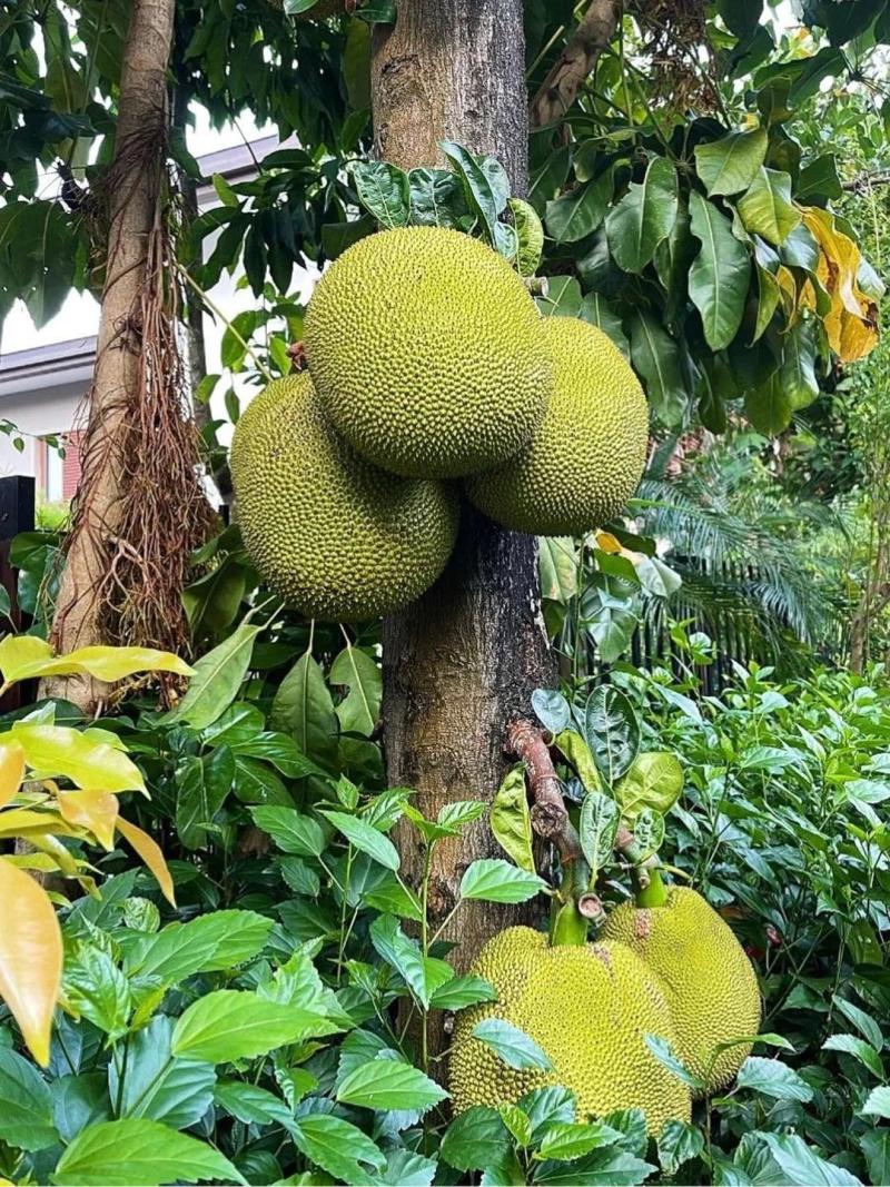 菠萝蜜产地直发，果形饱满，香甜浓郁，一手货源，包找回头车