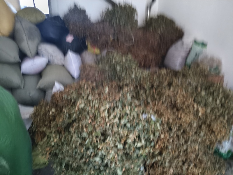 鱼腥草