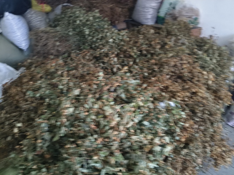 鱼腥草