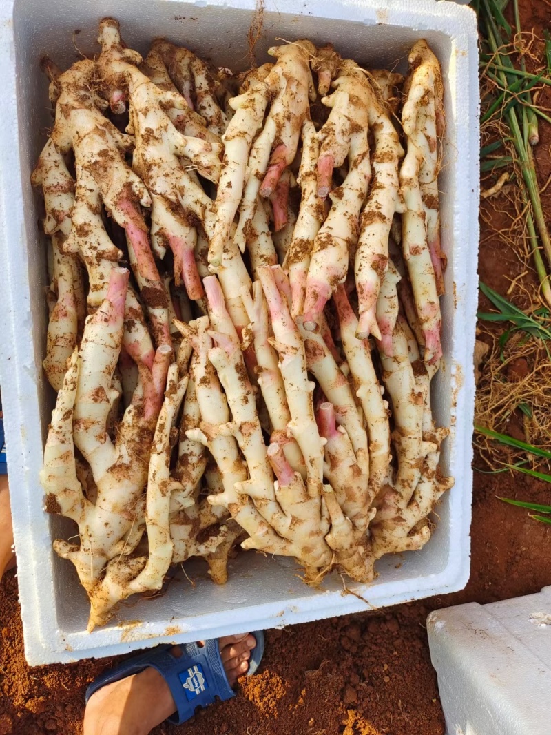 红牙板姜仔姜广西姜嫩姜成都出货