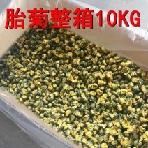 胎菊菊花5kg10kg装散批新货散装整箱