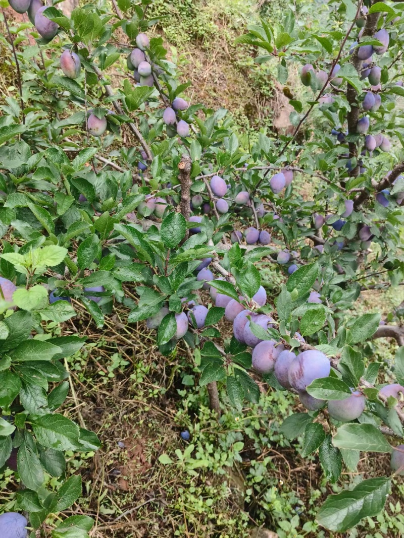 四川汉源，西梅李大量上市，欢迎有需要的老板联系我哦。