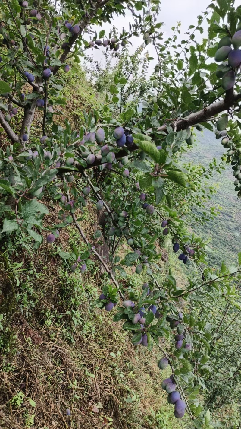 四川汉源，西梅李大量上市，欢迎有需要的老板联系我哦。
