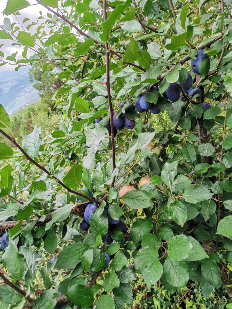 四川汉源，西梅李大量上市，欢迎有需要的老板联系我哦。