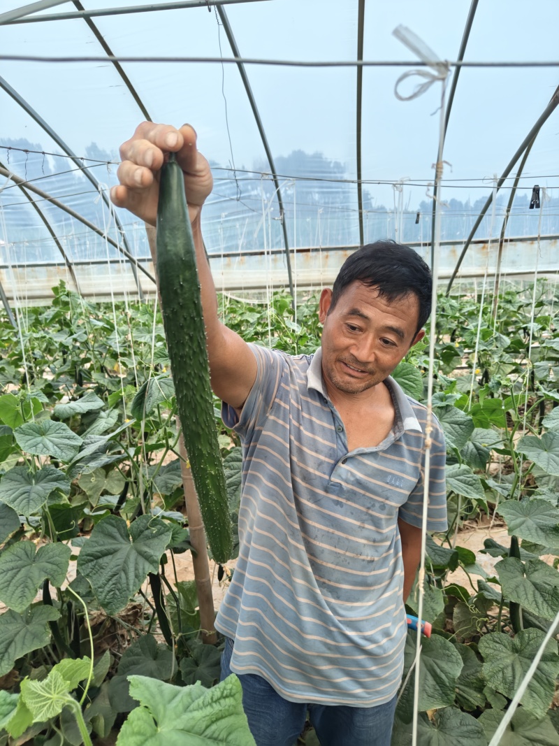 河南省中牟县黄瓜鲜花黄瓜大棚黄瓜陆地黄瓜大量供