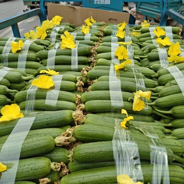 河南中牟县精品丝瓜油丝瓜鲜花丝瓜大量有货全国代发