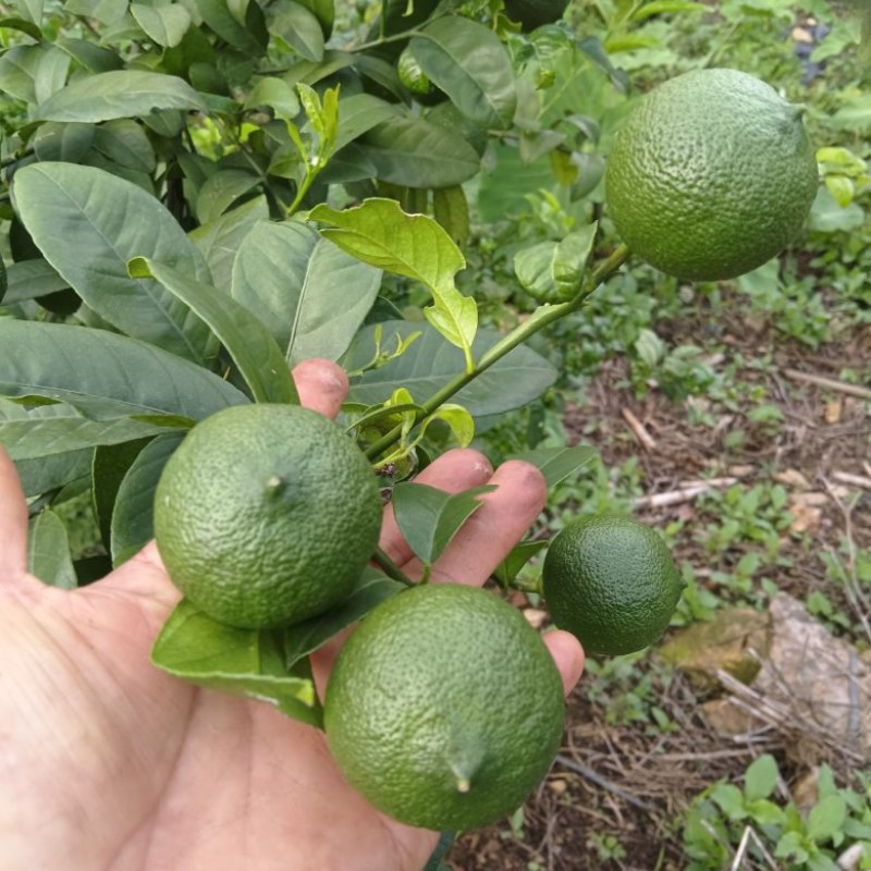 云南河口县老范寨小青柠檬